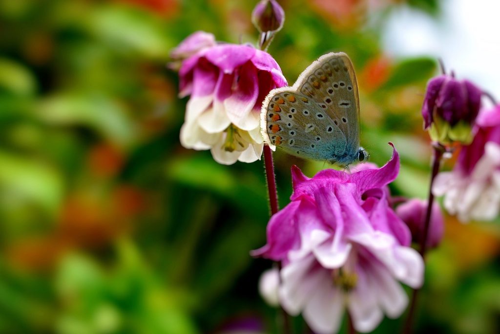 Conserver les semences de fleurs