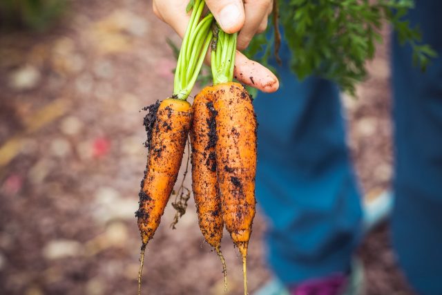repiquer des carottes