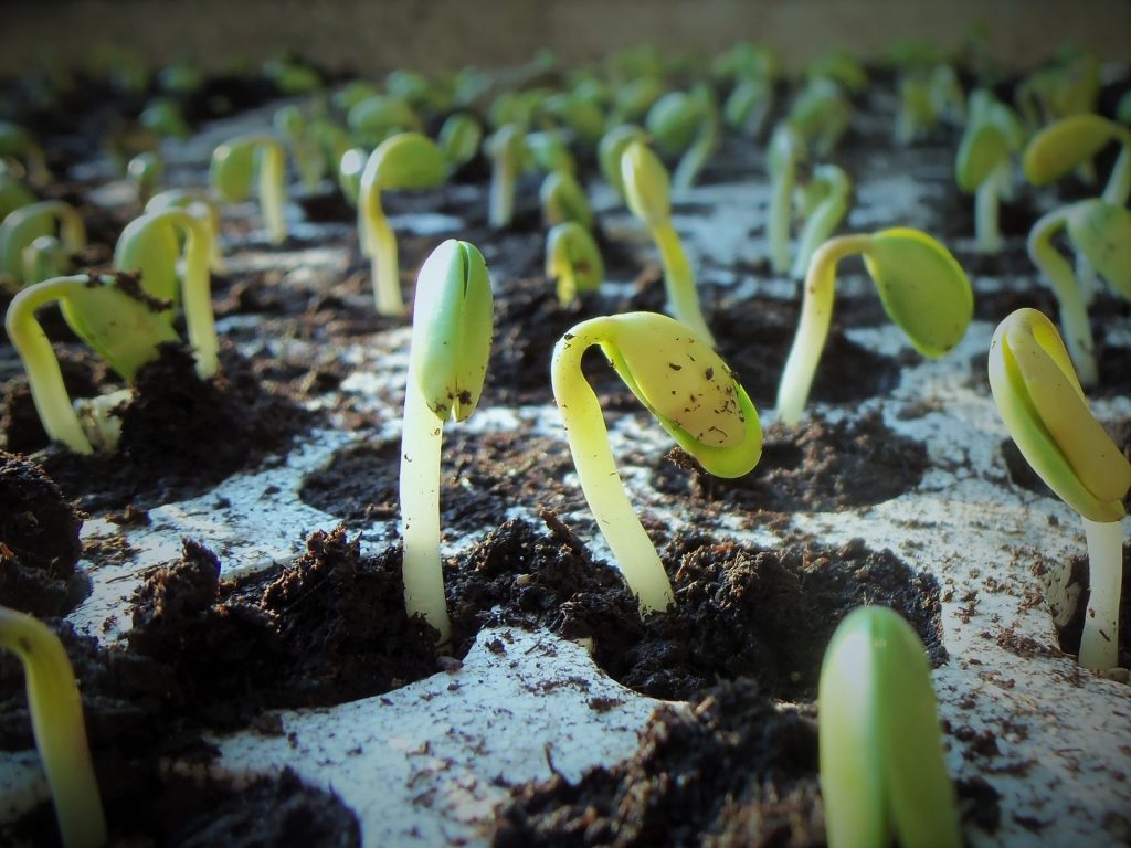 test de germination