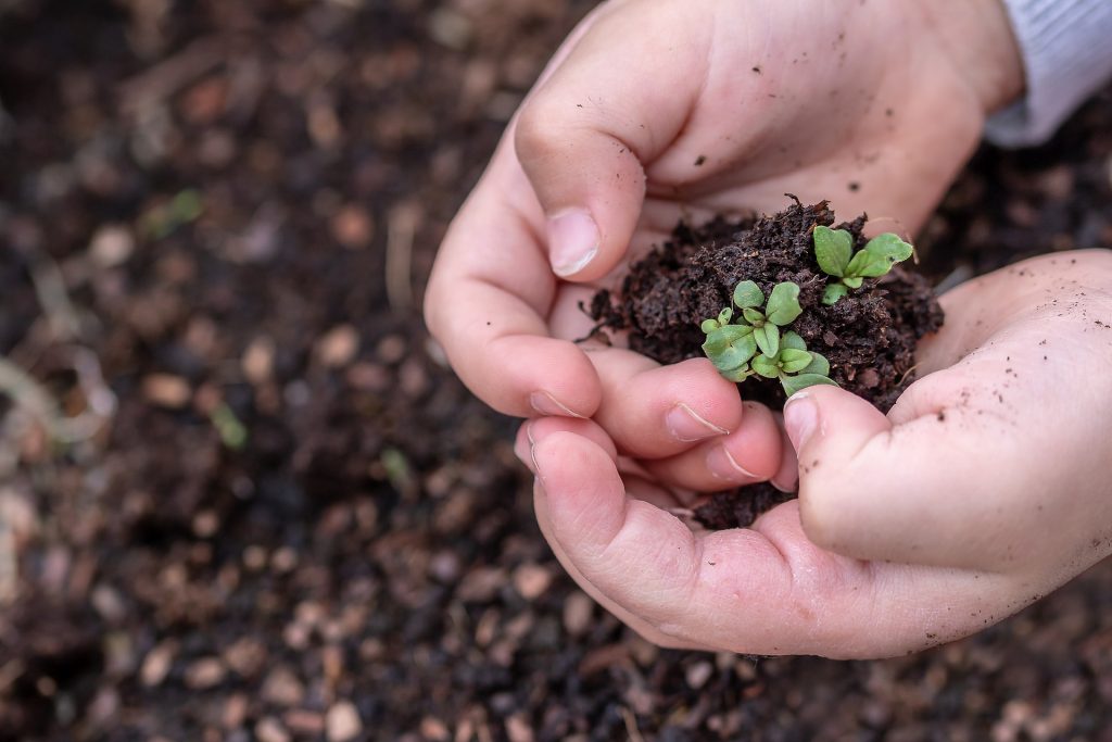 Conservation d'une semence